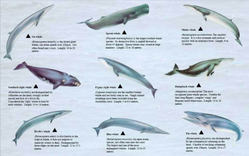 Whale Scale Chart